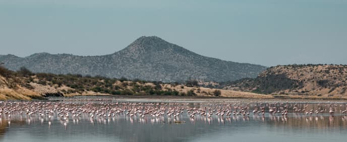 Flamingos